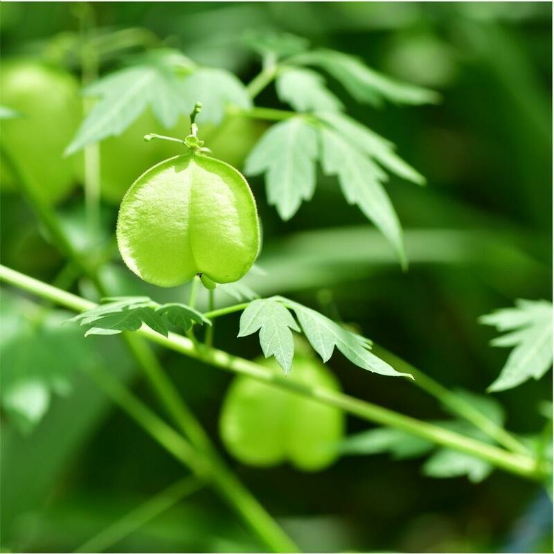 RAUSCH Herzsamen Sensitive Spülung hypoallergen