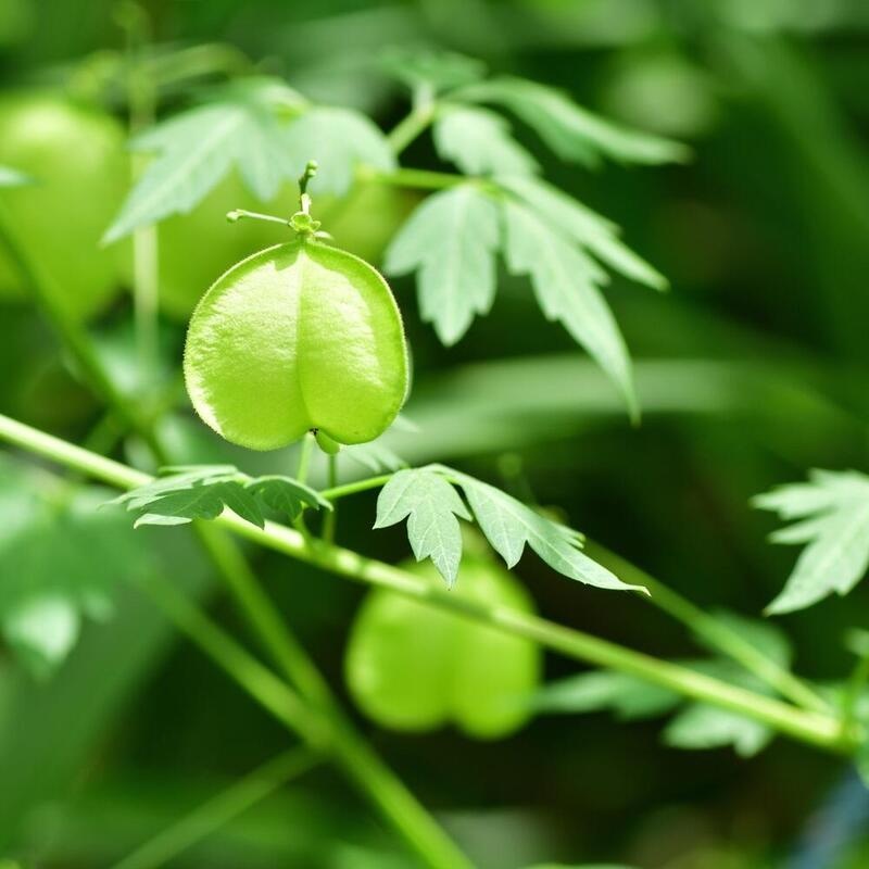 RAUSCH Sensitive-Conditioner mit Herzsamen