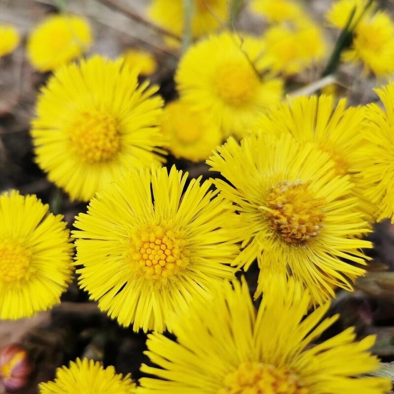 RAUSCH Anti-Schuppen-Conditioner mit Huflattich