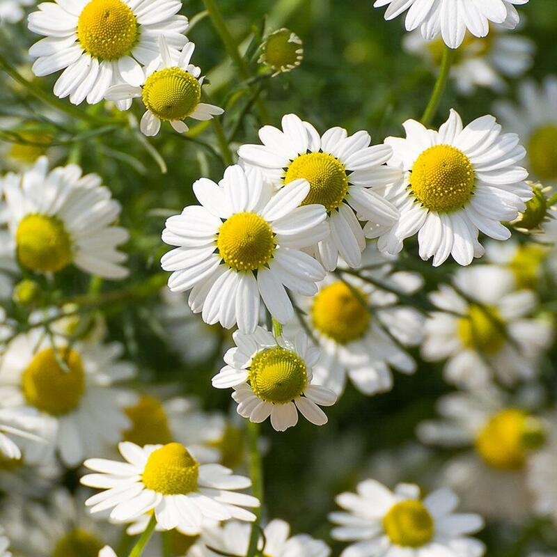 RAUSCH Kopfhaut-Tonic mit Schweizer Kräutern